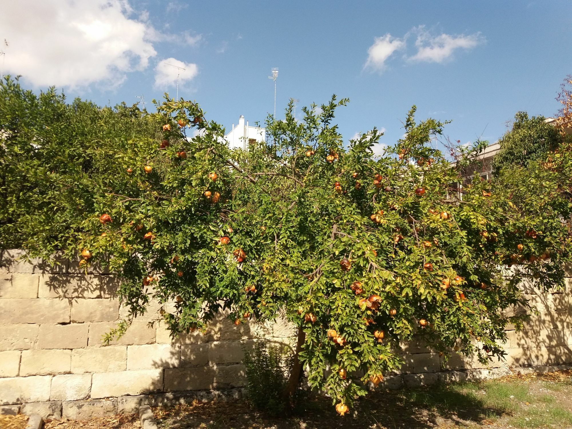 Il Giardino Delle Margherite Lecce Buitenkant foto