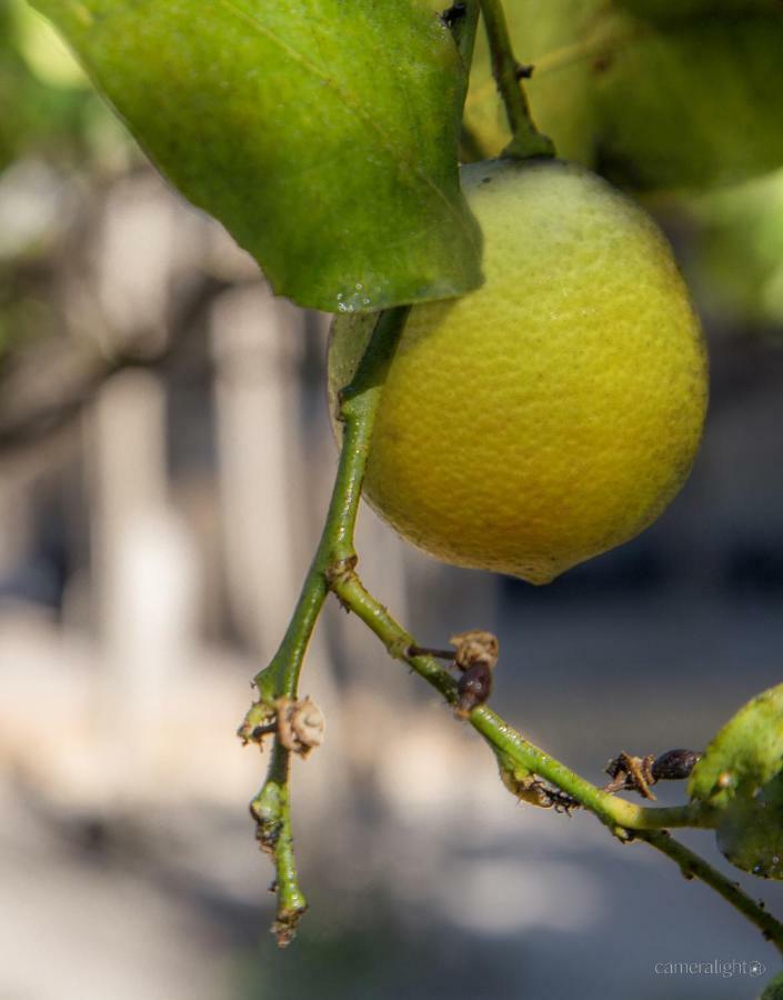 Il Giardino Delle Margherite Lecce Buitenkant foto